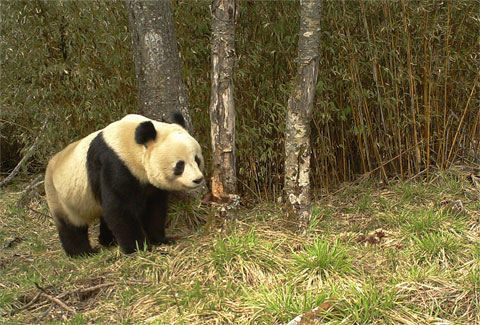 Seagate Surveillance HDDs will help monitor panda habitats in western China