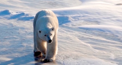 Can Data Help Prevent Massive Loss of Polar Bears — lone bear