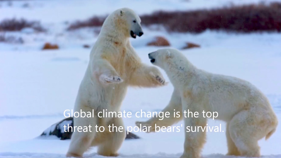 Can Data Help Prevent Massive Loss of Polar Bears — two bears