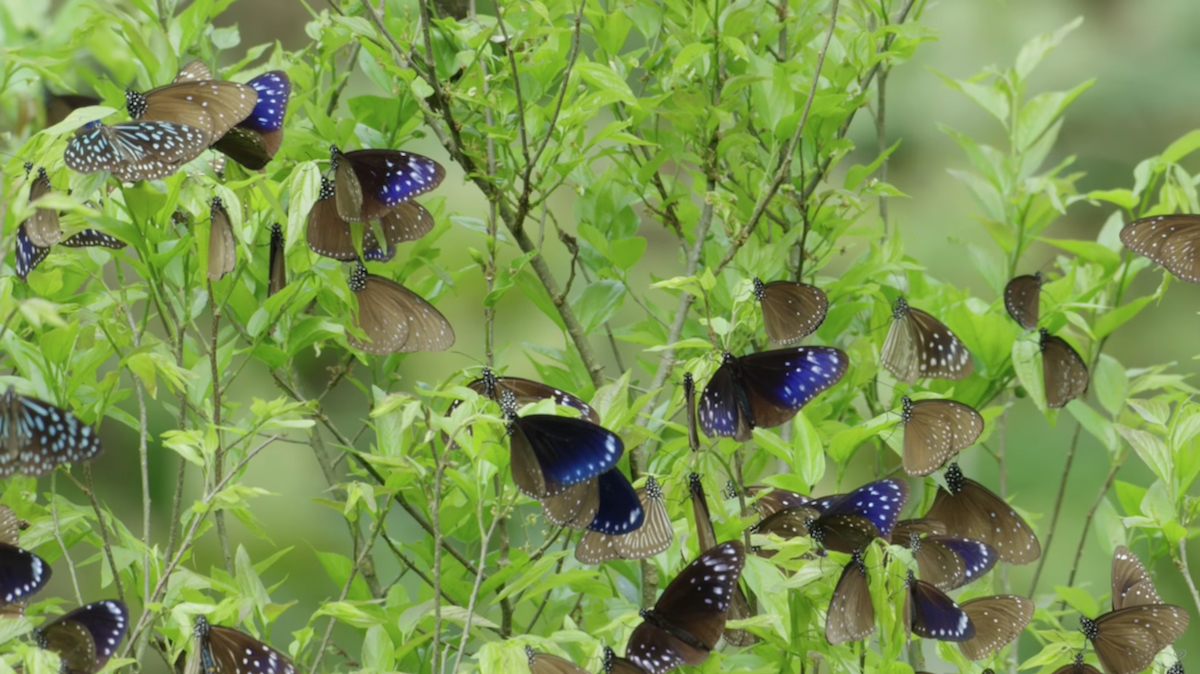 Chia-Lung Chan Is Using Video Data to Help Protect the Purple Butterfly Valley